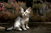 Picture of asian Burmilla kitten