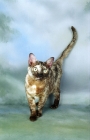Picture of Asian, Chocolate Tortie Smoke colour