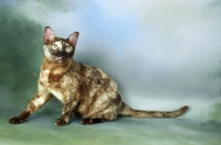 Picture of Asian, Chocolate Tortie Smoke colour
