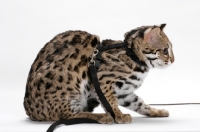 Picture of Asian Leopard Cat, 8 months old