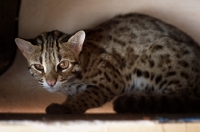 Picture of asian leopard cat crouched