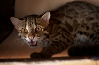 Picture of asian leopard cat hissing at camera