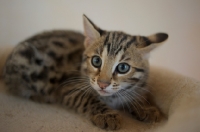 Picture of asian leopard cat laying down and looking up