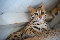 Picture of Asian Leopard cat looking towards camera