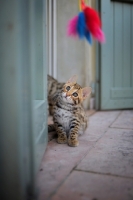 Picture of asian leopard cat looking up at feather toy