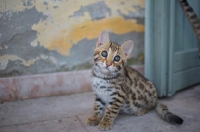 Picture of asian leopard cat sitting outside