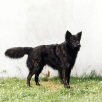 Picture of Astrix v.'t Langharig Tuig, dutch shepherd dog standing on grass by a wall