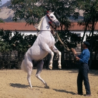 Picture of Asuan Russian  Arab stallion rearing