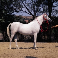 Picture of Asuan Russian Arab stallion full body 