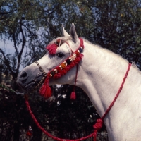 Picture of Asuan Russian Arab stallion head study