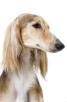 Picture of Asutralian Champion Saluki, head study