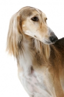 Picture of Asutralian Champion Saluki, looking away