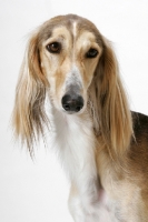 Picture of Asutralian Champion Saluki, looking away