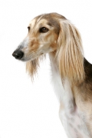 Picture of Asutralian Champion Saluki portrait