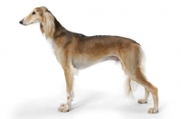 Picture of Asutralian Champion Saluki, posed