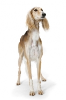 Picture of Asutralian Champion Saluki standing on white background