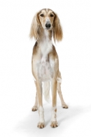 Picture of Asutralian Champion Saluki