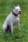 Picture of aucho de la monteria, dogo argentino sitting on grass