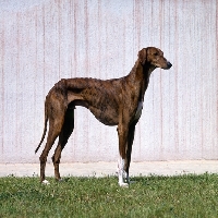 Picture of aulad al sahra's ftilemsi,  azawakh posed on grass