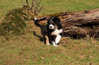 Picture of Aussie puppy exploring garden