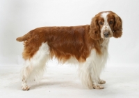 Picture of Australian / NZ Champion Welsh Springer Spaniel