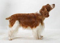 Picture of Australian / NZ Champion Welsh Springer Spaniel, side view