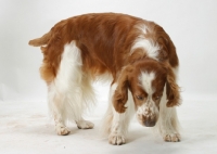Picture of Australian / NZ Champion Welsh Springer Spaniel, looking down