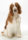 Picture of Australian / NZ Champion Welsh Springer Spaniel in studio