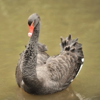 Picture of australian black swan on pond