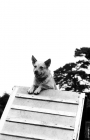 Picture of australian cattle dog at the top of a training obstacle