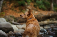 Picture of Australian Cattle Dog back view