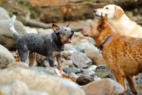 Picture of Australian Cattle Dog barking at another