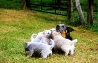 Picture of australian cattle dog bitch and puppies
