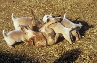 Picture of australian cattle dog bitch lying on her back with her pups playing around her