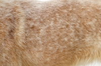 Picture of Australian Cattle Dog coat close up