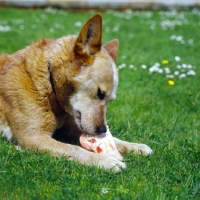 Picture of australian cattle dog eating a bone