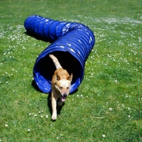 Picture of australian cattle dog exiting tunnel in agility training