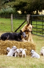 Picture of australian cattle dog family