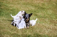 Picture of australian cattle dog getting attention from her puppies