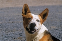 Picture of australian cattle dog head shot in usa looking happy