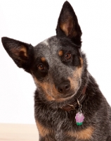 Picture of Australian Cattle Dog, head study