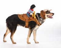 Picture of Australian cattle dog in cowboy costume