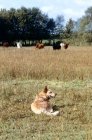 Picture of australian cattle dog in field with cattle awaiting command