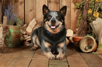 Picture of Australian Cattle Dog in garden