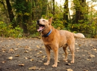 Picture of Australian Cattle Dog looking up