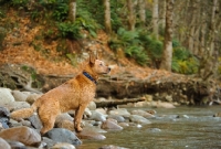 Picture of Australian Cattle dog looking over river