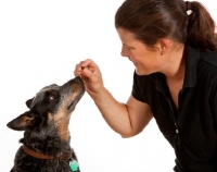 Picture of Australian Cattle Dog looking at treat