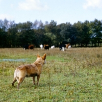 Picture of australian cattle dog looking at distant cattle and horses 