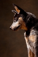 Picture of Australian Cattle Dog, looking down
