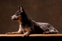 Picture of Australian Cattle Dog lying down